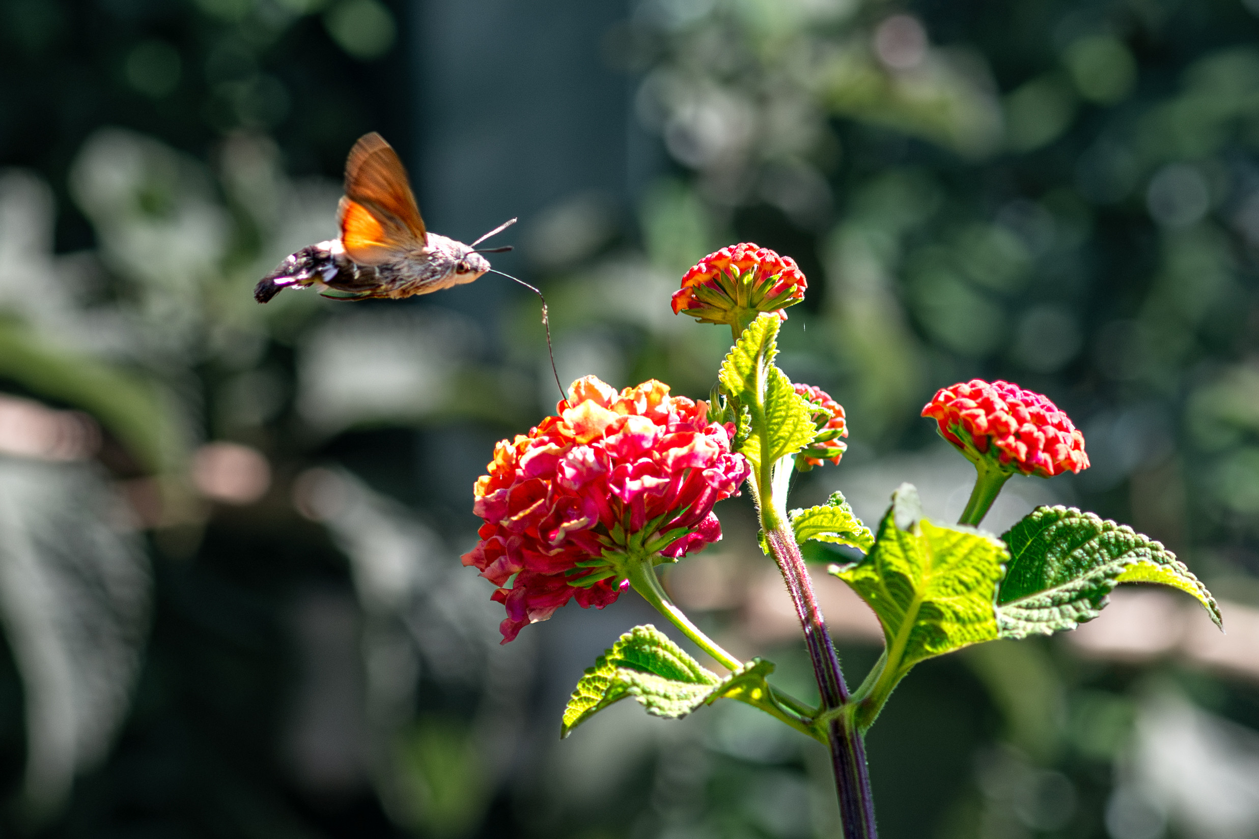 Şahin güvesi (Humming bird hawk moth) böceklerin çok sevdiği ağaç minesi (Lantana camara) üzerinde arıkuşu gibi havada durarak besleniyor.