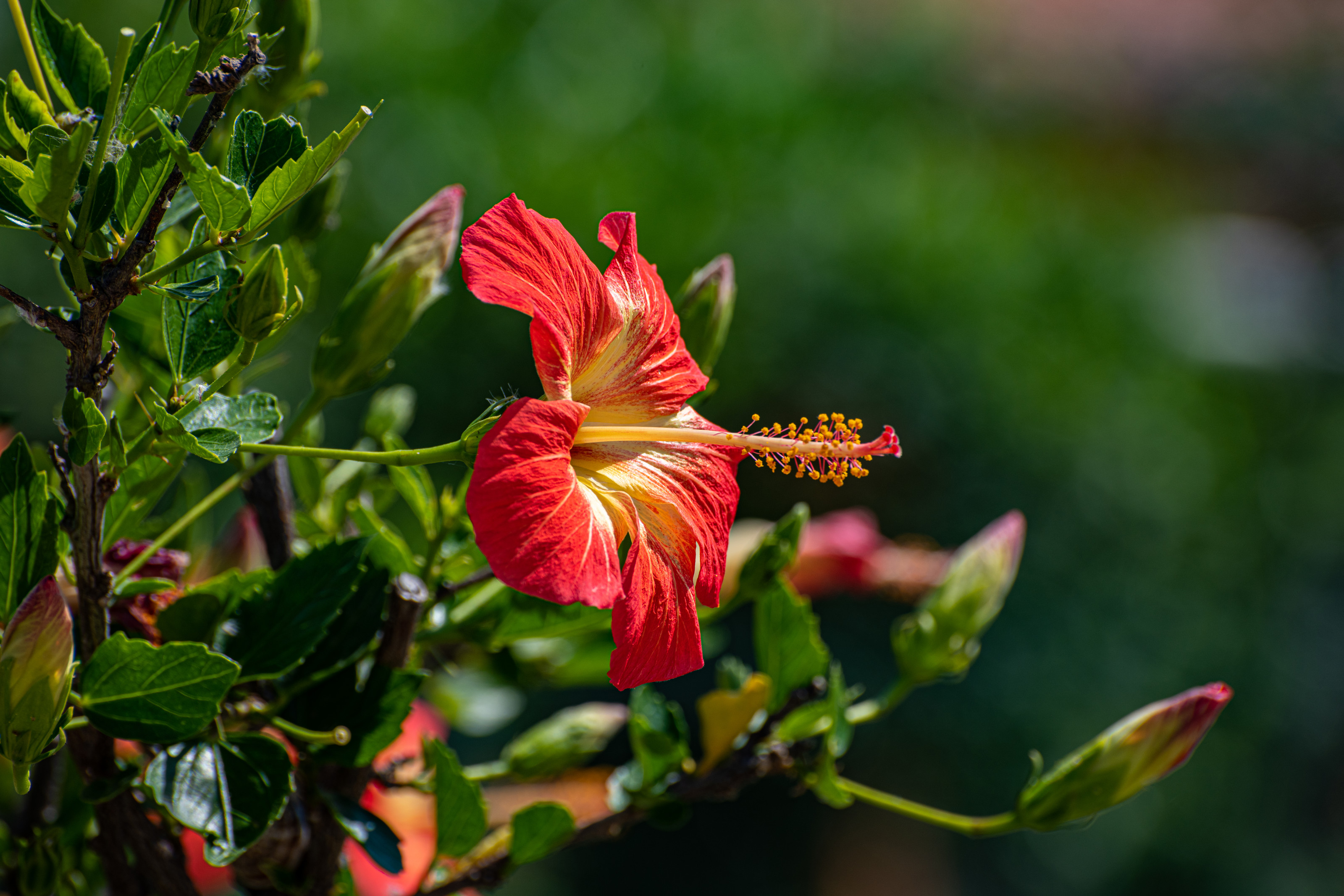 Hibiscus rosa-sisnensis, ömrü bir gün olan güzellik